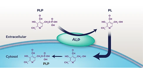 Neurotransmitter synthesis and intracellular PLP uptake
